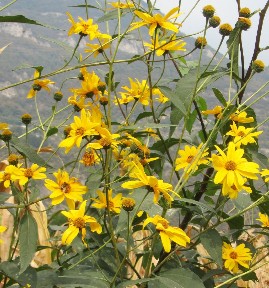 Pisogne-Darfo B.T.in MTB