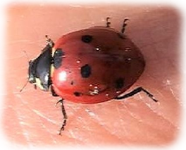 Valzurio le baite del Moschel