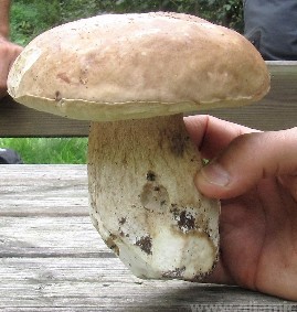 A Carona per funghi